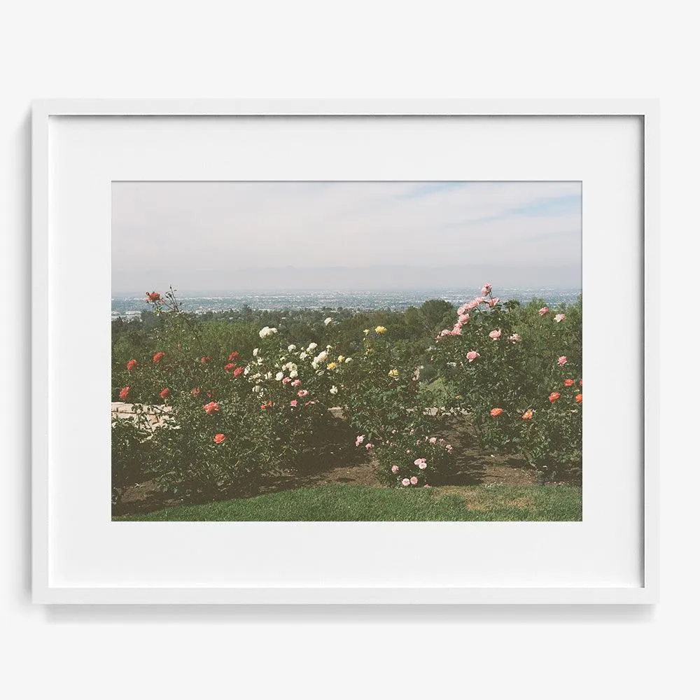 Rolling Hills Roses