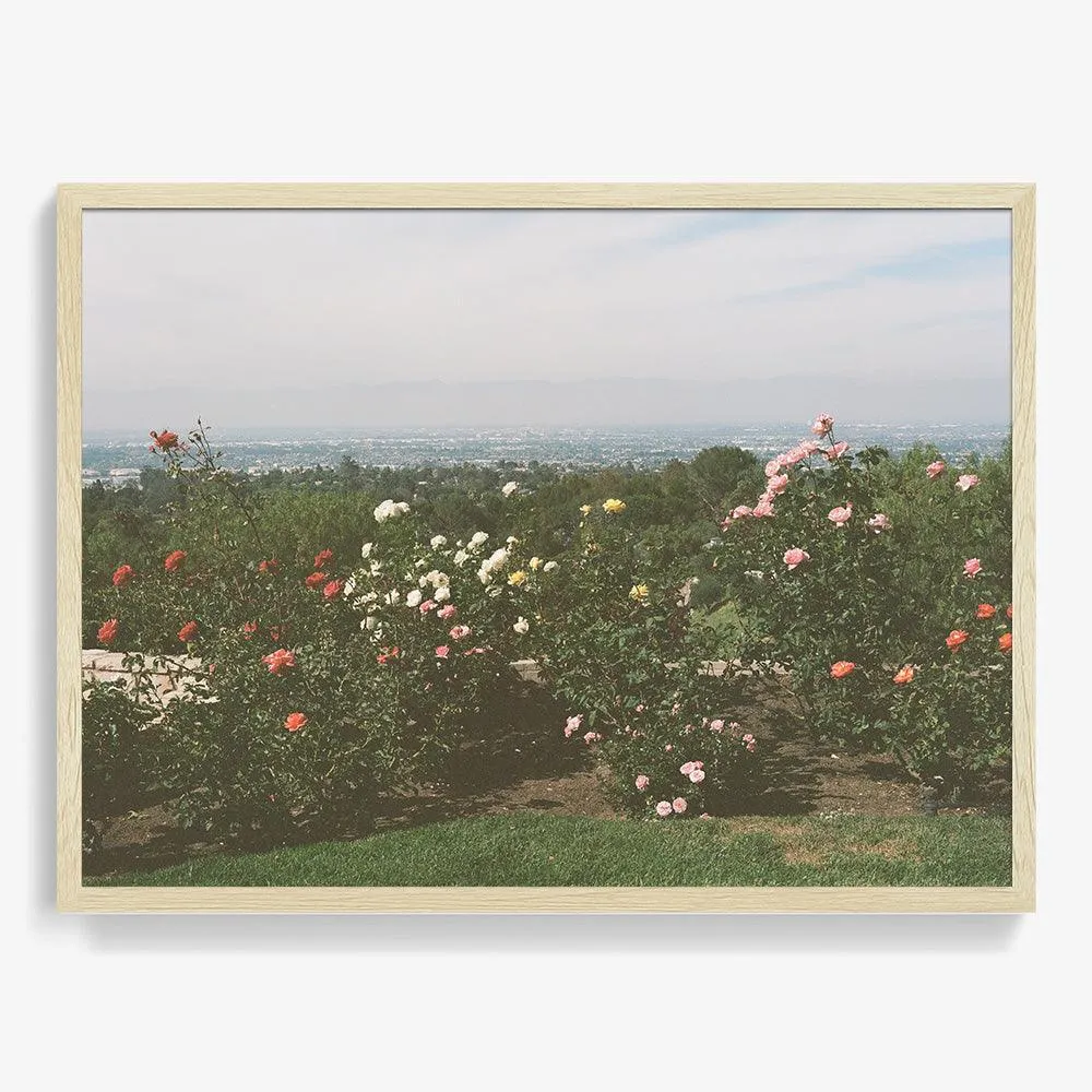 Rolling Hills Roses