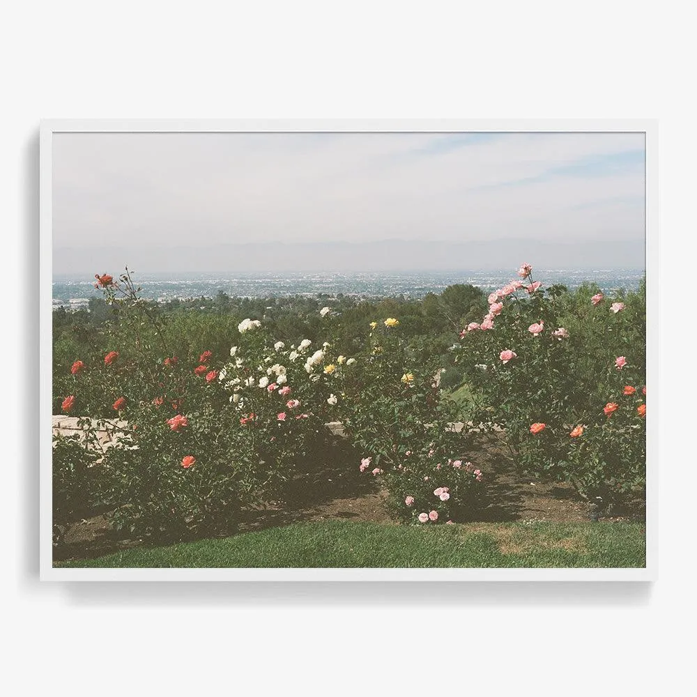 Rolling Hills Roses