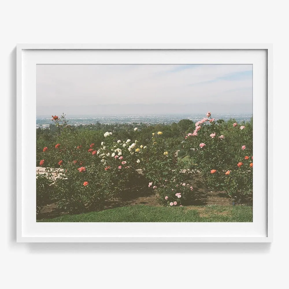 Rolling Hills Roses