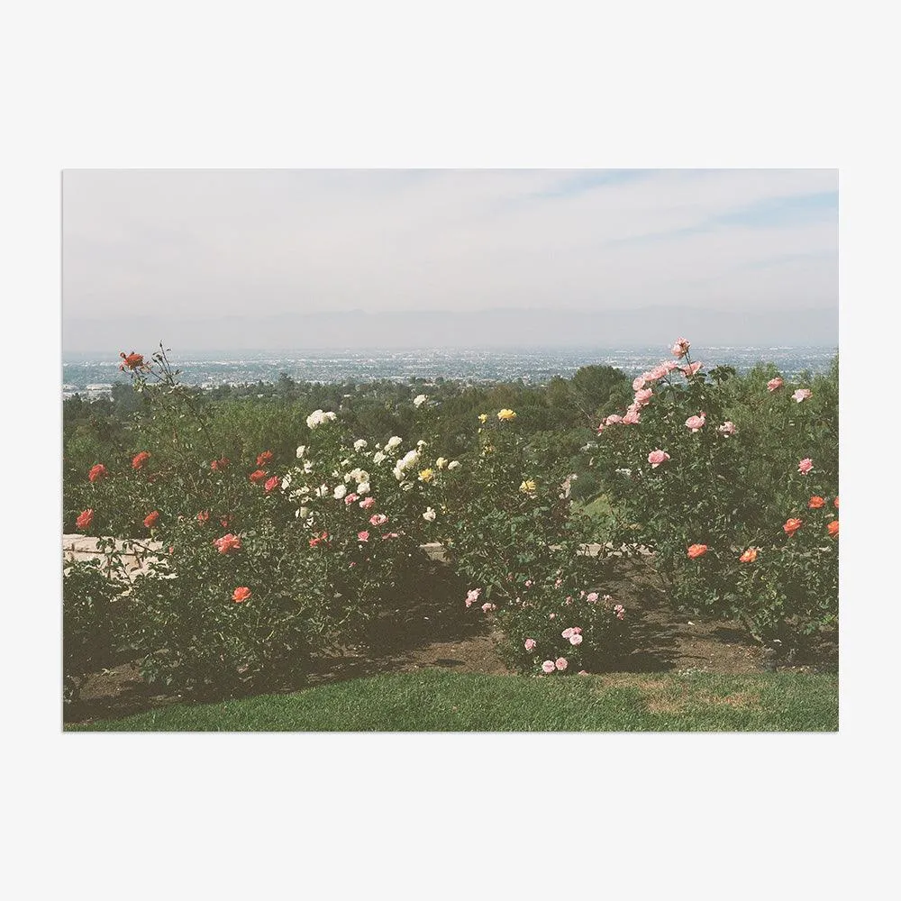 Rolling Hills Roses