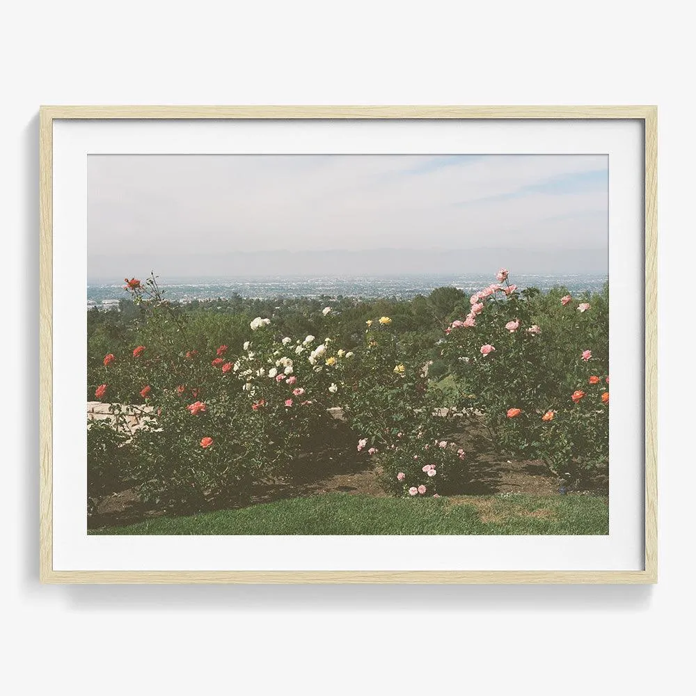Rolling Hills Roses