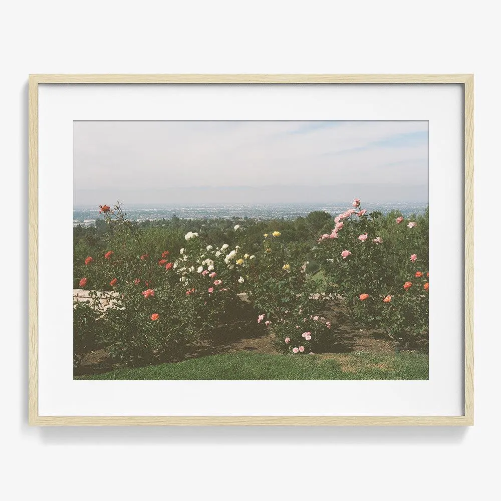 Rolling Hills Roses