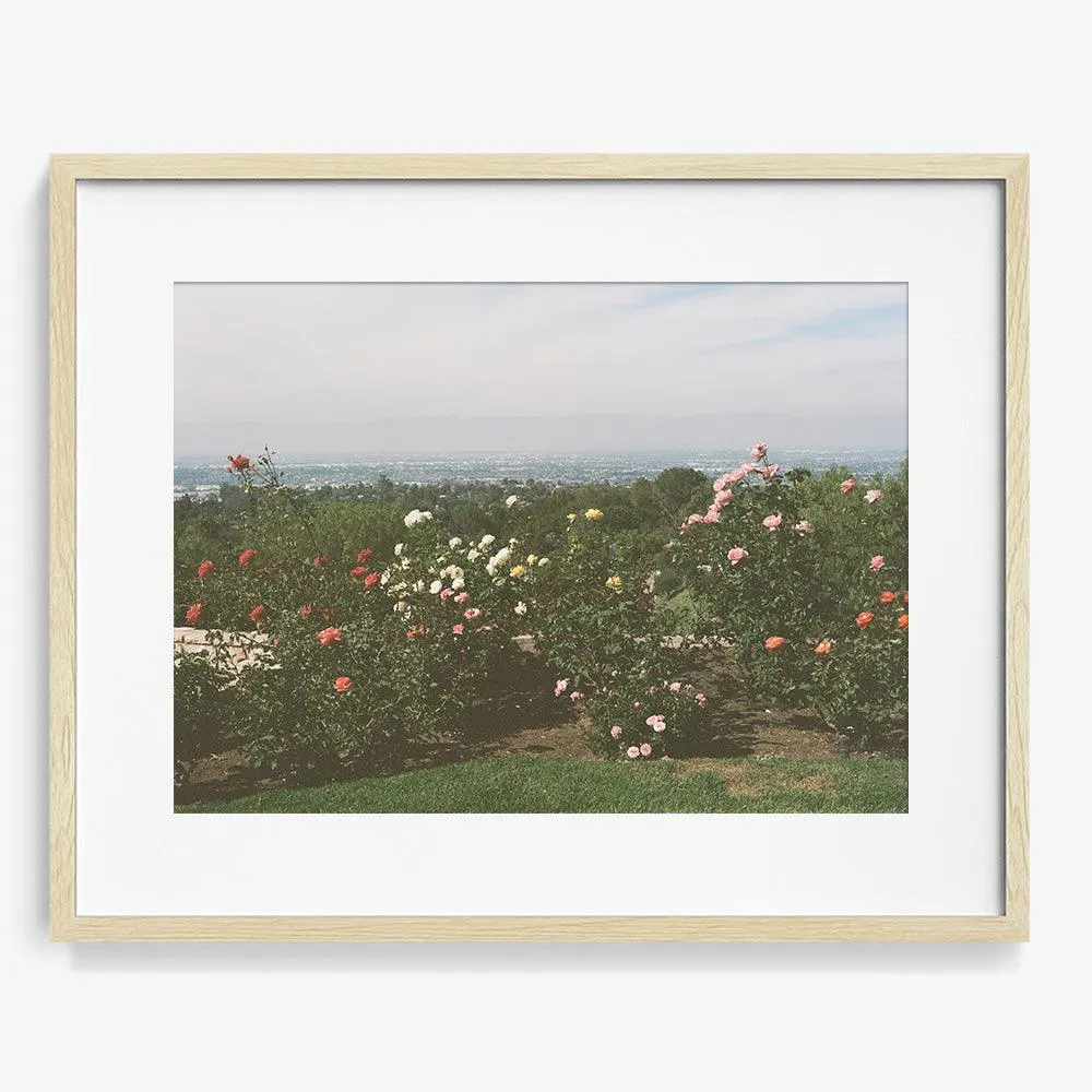 Rolling Hills Roses
