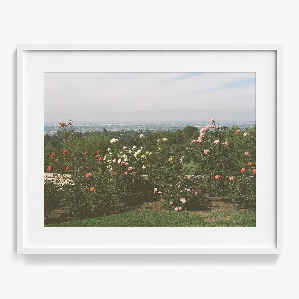 Rolling Hills Roses