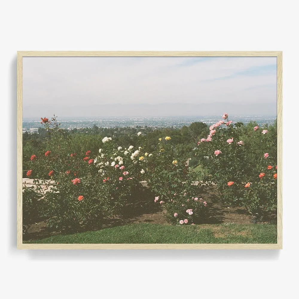 Rolling Hills Roses