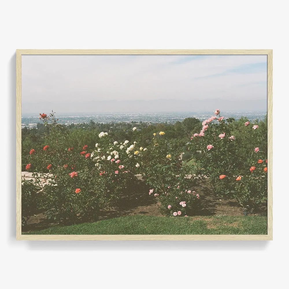 Rolling Hills Roses